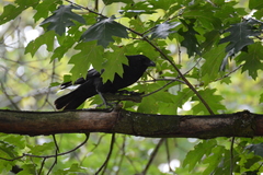 Corvus corone