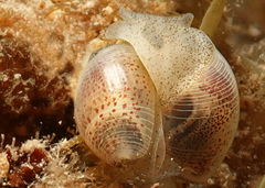 Atys semistriatus