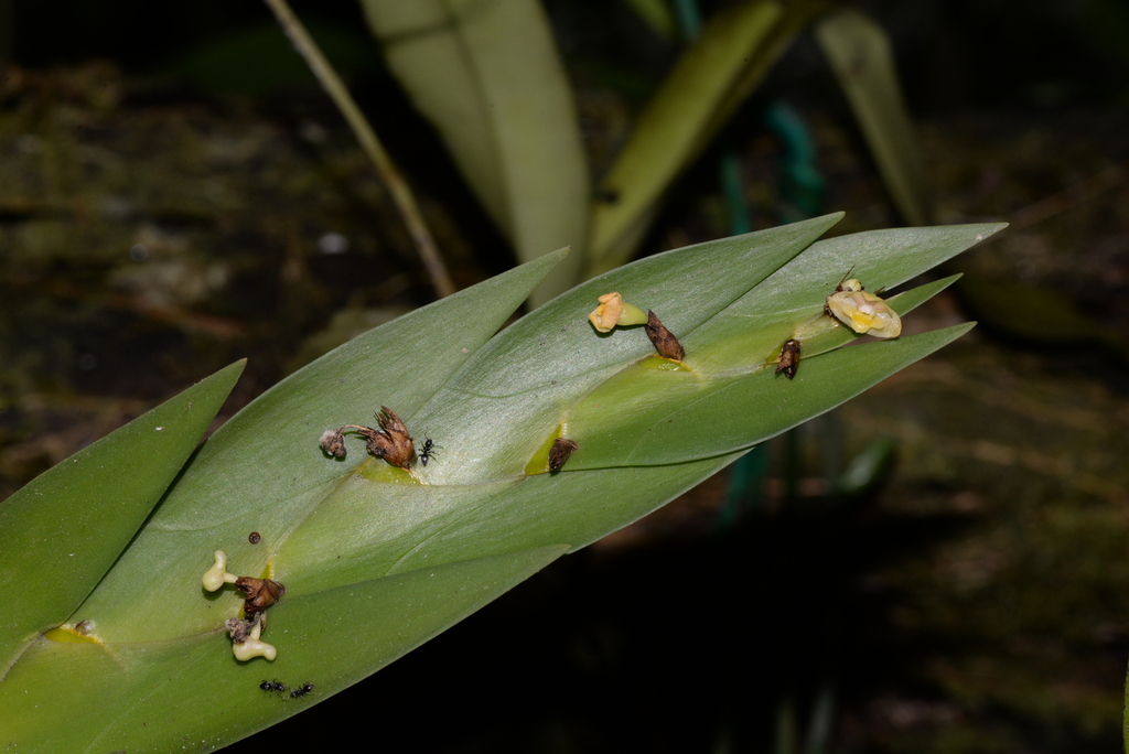 Dendrobium kiauense Ames & C.Schweinf. 3