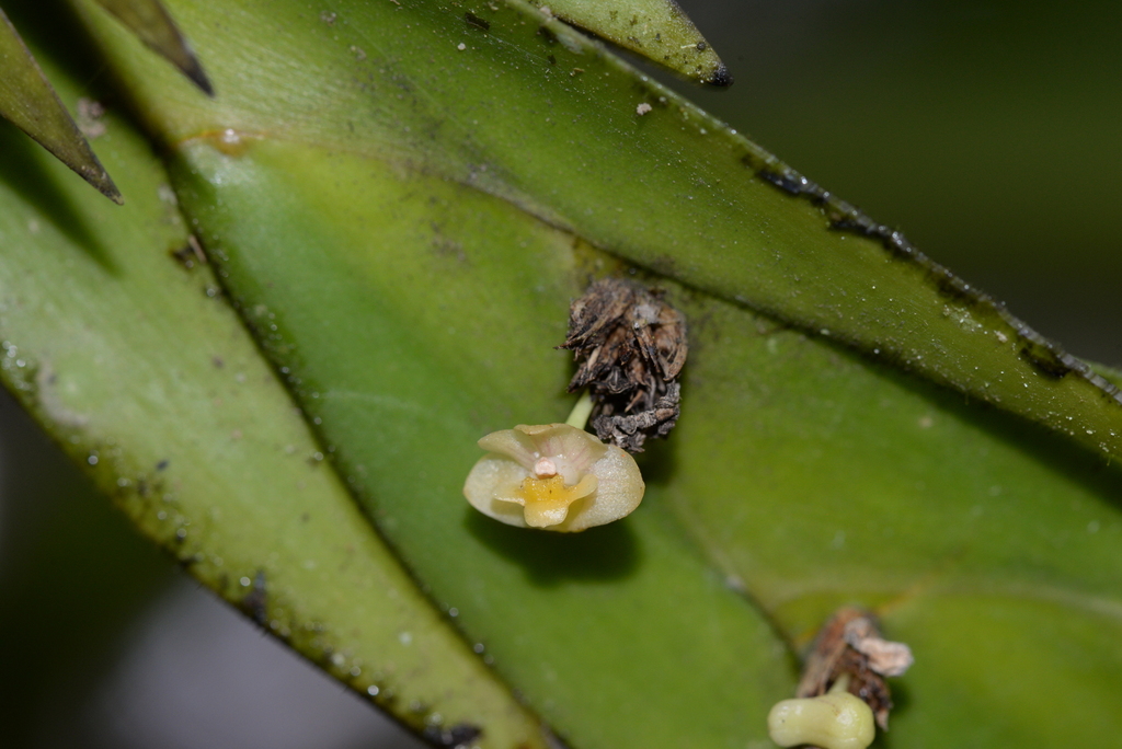 Dendrobium kiauense Ames & C.Schweinf. 4