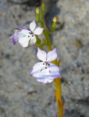 Isotoma hypocrateriformis