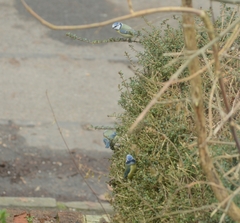 Cyanistes caeruleus