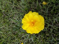 Cochlospermum regium