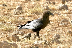 Corvus edithae