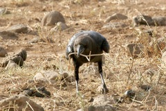 Corvus edithae