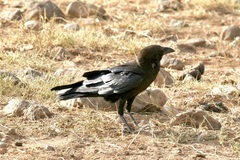 Corvus edithae