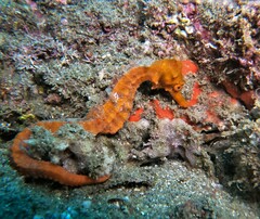 Hippocampus ingens