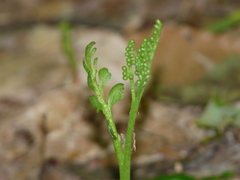 Botrychium matricariifolium
