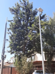 Grevillea robusta