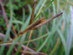 Dianthus longicalyx