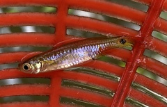 Esomus caudiocellatus