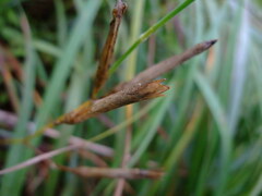 Dianthus longicalyx