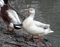 Anas platyrhynchos domesticus