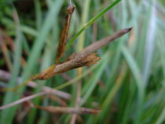 Dianthus longicalyx