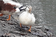 Anas platyrhynchos domesticus