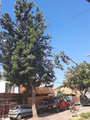 Grevillea robusta