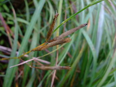 Dianthus longicalyx