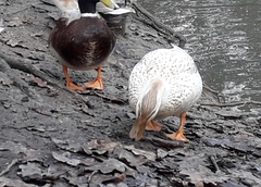 Anas platyrhynchos domesticus