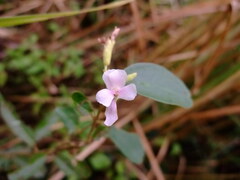 Helicteres angustifolia