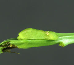 Thereus cithonius