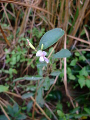 Helicteres angustifolia