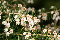 Erica canariensis image