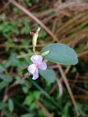 Helicteres angustifolia