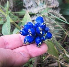 Coccocypselum lanceolatum