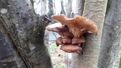 Pleurotus ostreatus