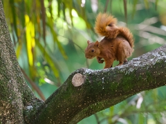 Sciurus granatensis