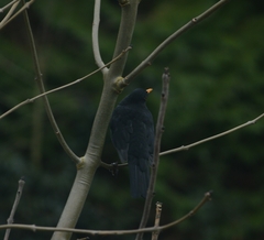 Turdus merula