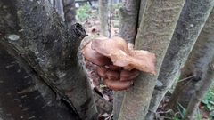 Pleurotus ostreatus