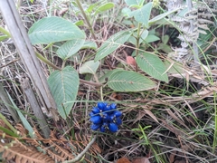 Coccocypselum lanceolatum