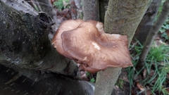Pleurotus ostreatus