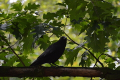 Corvus corone