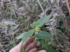 Coccocypselum lanceolatum