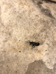 Ocypus olens