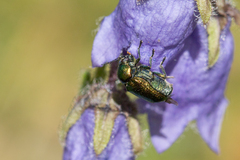 Cryptocephalus sericeus