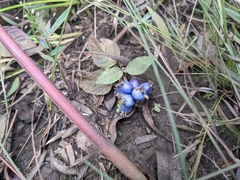 Coccocypselum lanceolatum