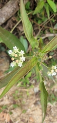 Asclepias nivea