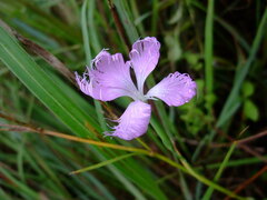 Dianthus longicalyx