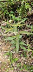 Asclepias nivea