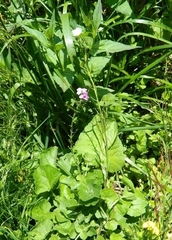 Cardamine raphanifolia