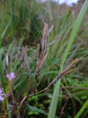 Dianthus longicalyx
