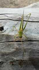 Hyperophora angustipennis