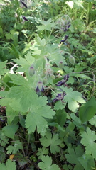 Geranium phaeum