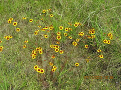 Coreopsis tinctoria