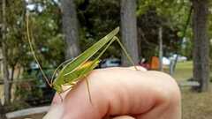 Hyperophora angustipennis