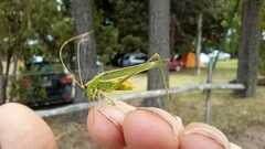 Hyperophora angustipennis