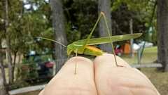 Hyperophora angustipennis